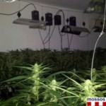 Detingut per tenir 4.000 plantes de marihuana un regidor del Montmell expedientat per l’Ajuntament de Roda