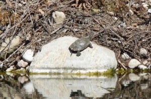 Tortugues a la reclosa