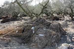 Canyissar acumulat sobre una olivera d'un dels conreus afectats pels desbordaments del barranc del Molinet. Foto: ACN