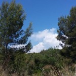 Els boscos de Tarragona en alerta