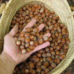 UP organitza una assemblea de fruita seca per valorar els preus de llotja a la Selva del Camp