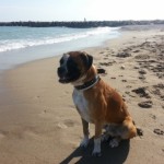 Tarragona es quedarà enguany sense platja per a gossos