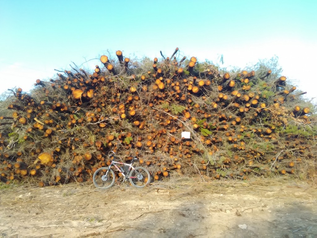 Imatge d'una tala de pins prop de Mas Cosidor. Foto: Cedida