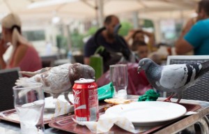 Dos coloms, damunt d'una taula d'una terrassa de Reus. Foto: Fabián Acidres / Reusdigital