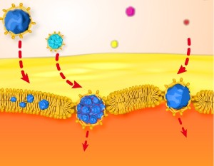 Nanopartícules d’or hidròfobes recobertes de lípids travessant la membranaNanopartícules d’or hidròfobes recobertes de lípids travessant la membrana