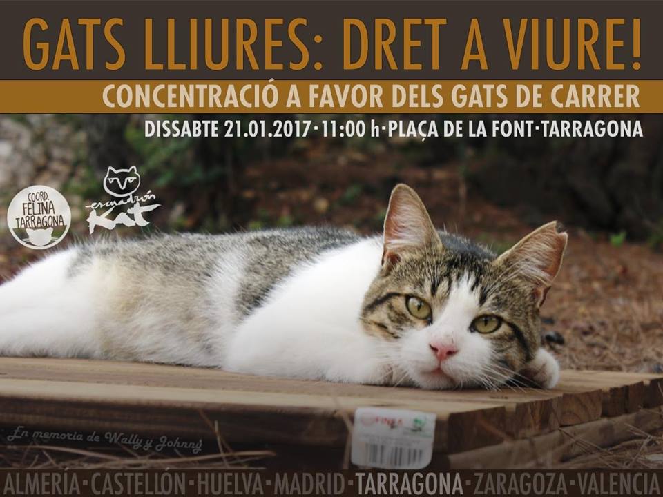 Cartell de la concentració 'Gats Lliures: Dret a Viure!'.