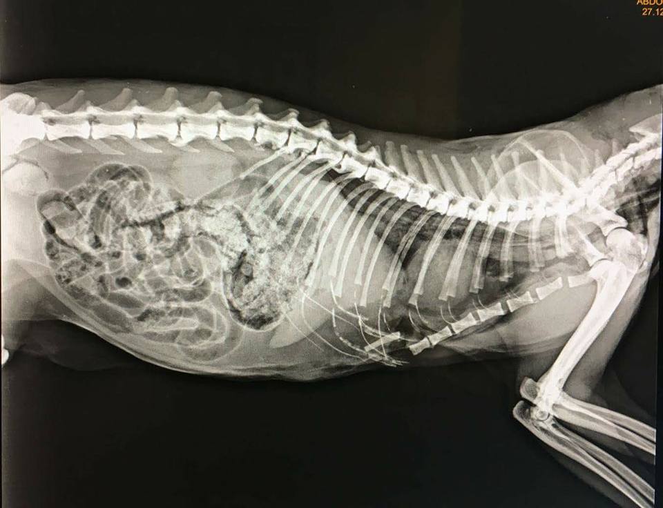 Radiografia feta durant l'examen veterinari dels gats. Foto: Tarraco Felina