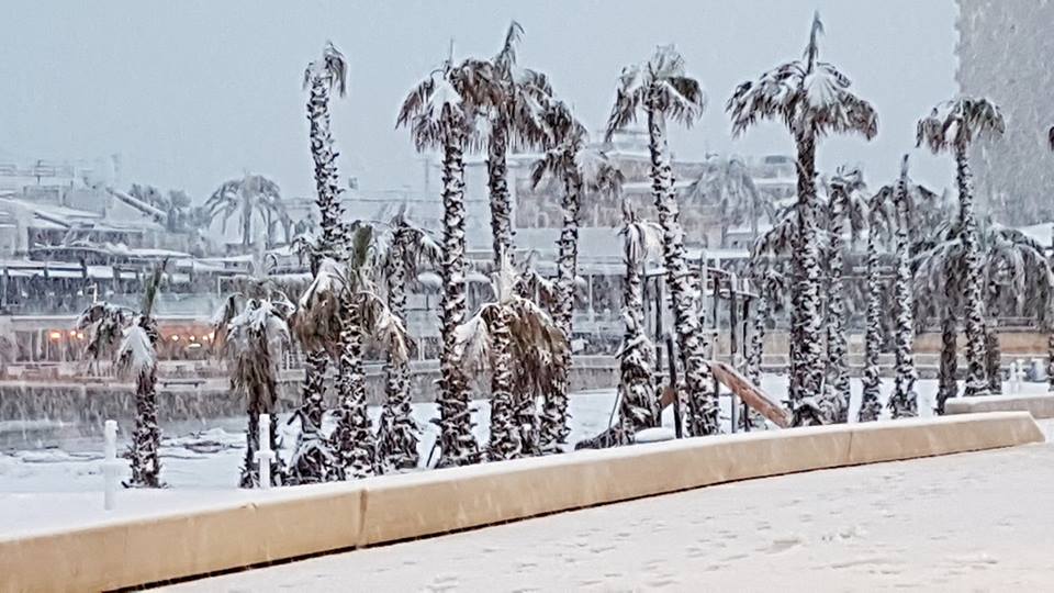 Les palmeres del passeig de la platja de l'Arenal de Xàbia (Alacant), cobertes de neu. Foto: Facebook Xàbia Meravellosa
