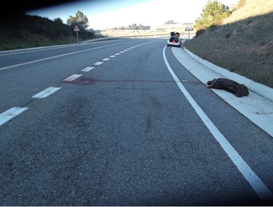 Les vies principals del Camp de Tarragona concentren més accidents amb animals que les secundàries. Foto: Mossos d'Esquadra