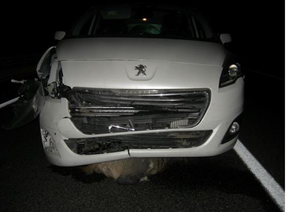 La gran majoria dels accidents amb animals es produeixen de nit. Foto: Mossos d'Esquadra