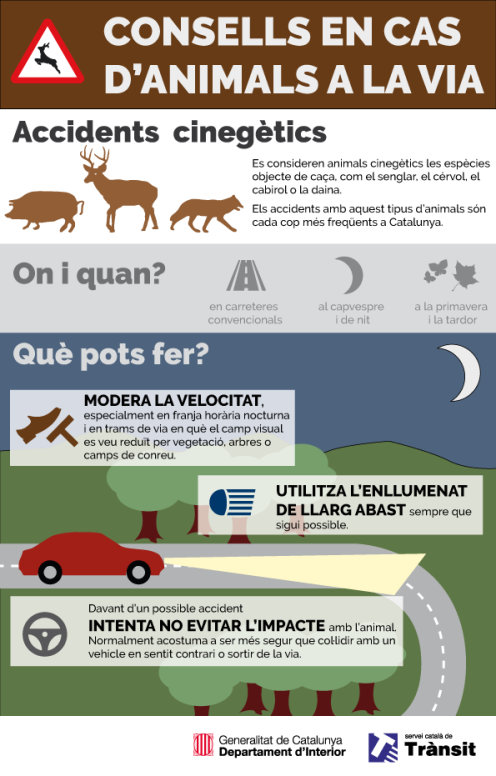 Infogràfic del Servei de Trànsit amb informació i consells sobre els accidents amb animals.