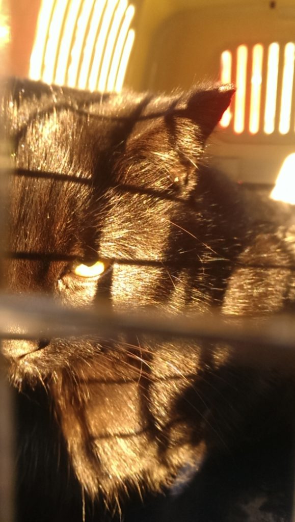 Imatge del gat agredit, el dia que l'associació el va capturar per esterilitzar-lo. Foto: Cedida