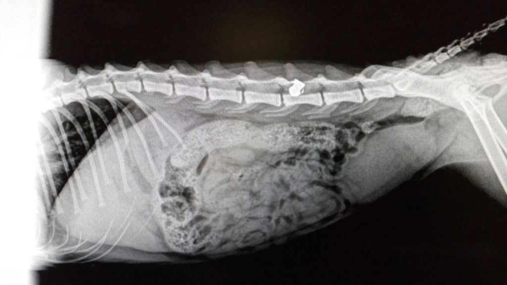 Radiografia on s'aprecia el balí incrustat a la columna del gat. Foto: Cedida