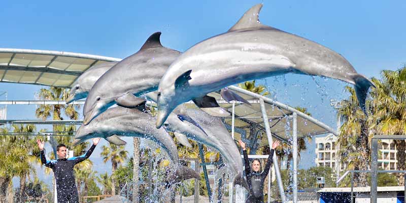 El delfinari de l'Aquópolis ofereix exhibicions diàries cada tarda. Foto: Aquópolis