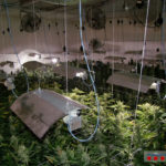 Detinguts dos germans de Roda de Berà amb una plantació interior de 2.000 plantes de marihuana