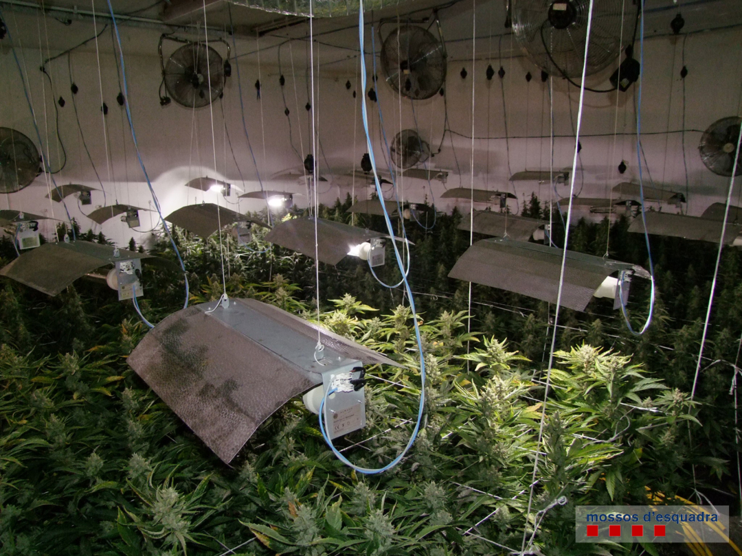 Els agents van incautar 2.069 plantes de marihuana. Foto: Mossos d'Esquadra