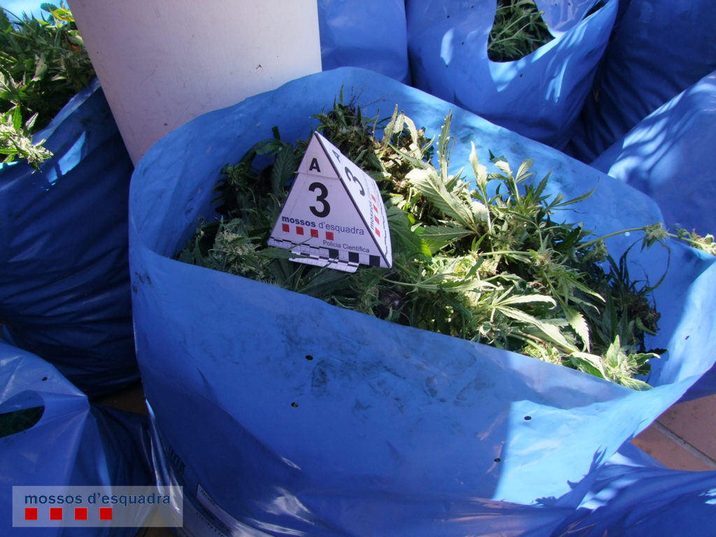 Un dels sacs amb les plantes incautades. Foto: Mossos d'Esquadra
