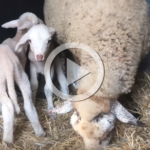 VÍDEO | Emocionant rescat d’una ovella i dos cries que s’estaven deshidratant a Tarragona
