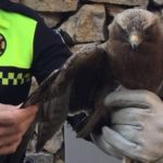 La Guàrdia Urbana recupera una àguila ferida als jardins de la URV a Sescelades
