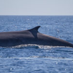 Uns pescadors avisten a Cambrils les primeres balenes de la temporada