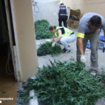 Els Mossos intervenen més de 900 plantes de marihuana al Baix Camp