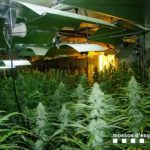 Desmantellen una plantació amb més de 1.200 plantes de marihuana en una casa del Catllar