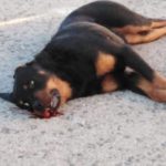 El PACMA porta a la fiscalia el cas del gos mort a trets per un policia local a Calafell