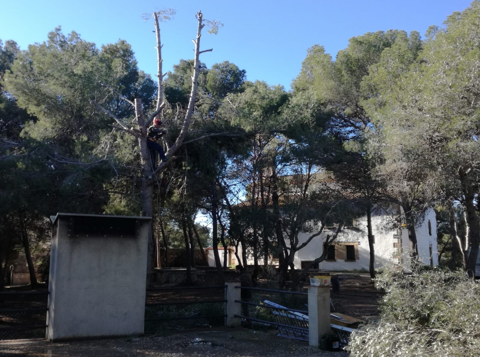 El consistori ha netejat el sotabosc, talat alguns dels pins, i podat les dues oliveres més pròximes a les instal·lacions a petició dels Agents Rurals per garantir la seguretat de l'entorn