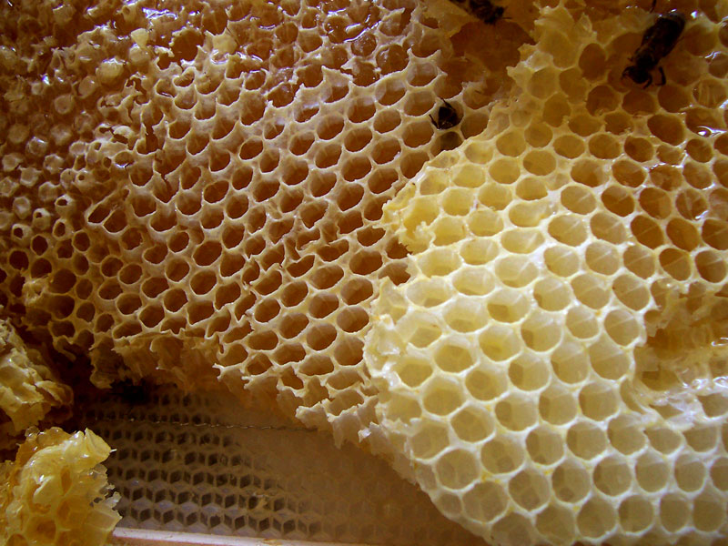 Imatge d'una bresca d'abelles