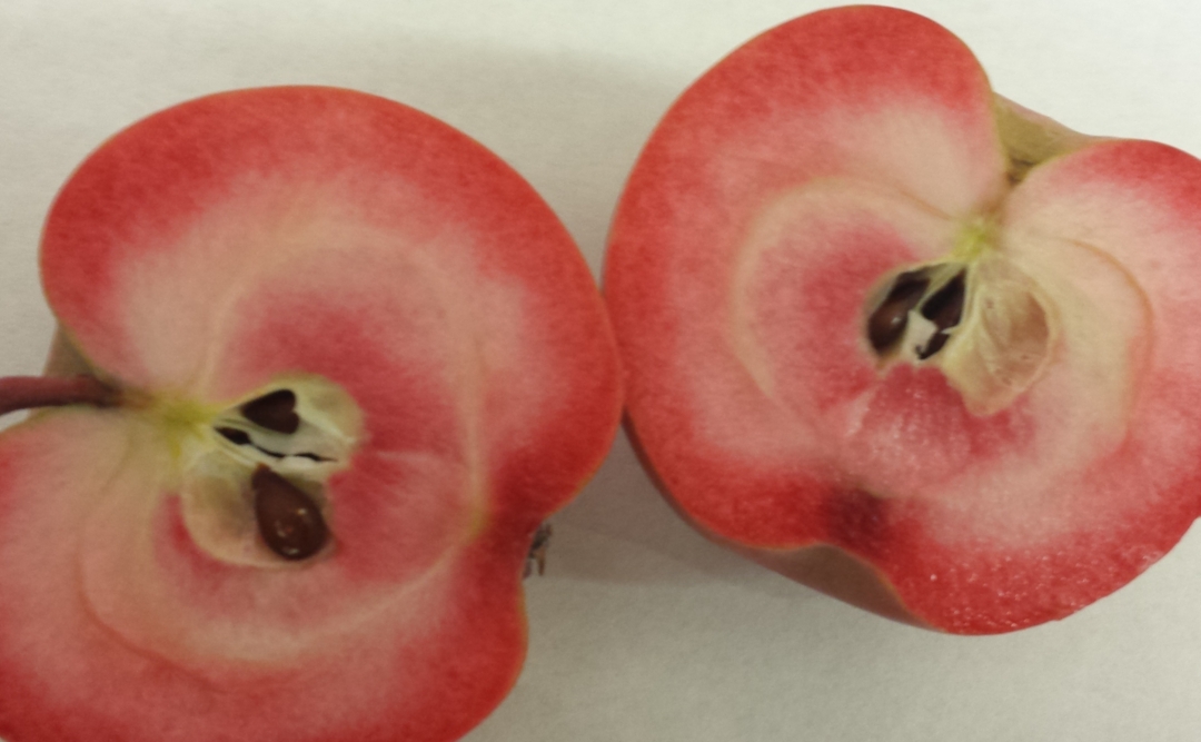 La recerca compararà l'impacte del consum de pomes de polpa vermella amb el consum de pomes de polpa blanca i les infusions d'un fruit vermell anomenat aronia