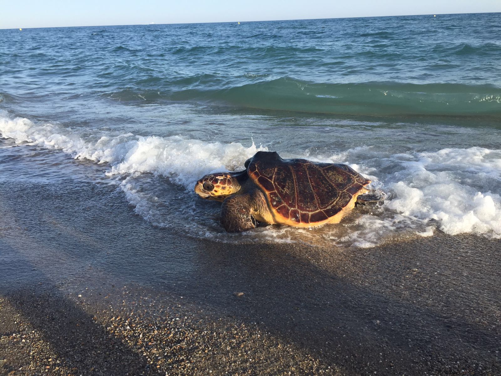 L'exemplar de tortuga marina recuperada i retornada al seu medi natural. Fotografia facilitada el 27 de juny del 2016 pel Departament de Territori i Sostenibilitat. 