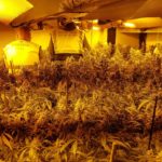 La Guàrdia Civil i la Policia Local de Mont-roig desmantellen una plantació de marihuana