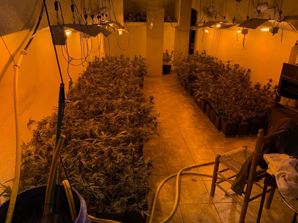 Els investigats conreaven en diferents estades d'un habitatge amb gairebé 400 plantes de marihuana