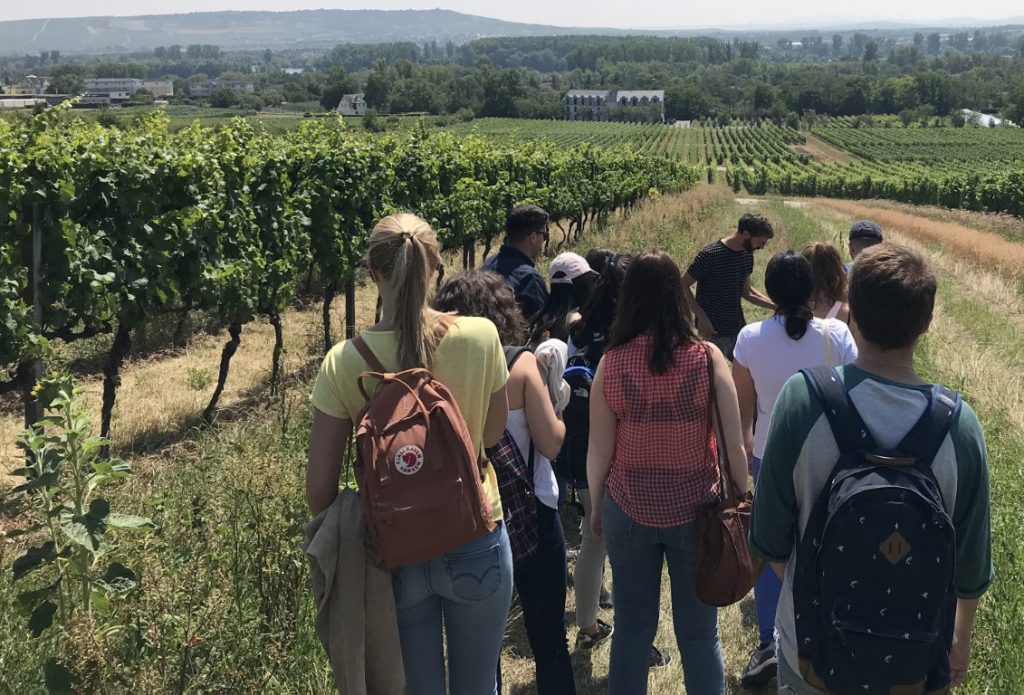 Estudiants de cinc universitats europees, entre les quals la URV, durant el treball de camp de l'escola d'estiu sobre viticultura ecològica