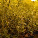 Policia Local i Mossos d’Esquadra desmantellen un cultiu amb més de 1.500 plantes de cànnabis a Cambrils