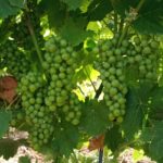 Les vinyes de la DO Tarragona encaren la propera verema amb condicions excel·lents