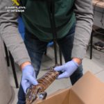 Denunciat a Tarragona per enviar dos rèptils a través d’una empresa de paqueteria