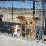 Campanya de donacions a la Protectora d’Animals de Tarragona