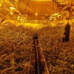Almenys set detinguts i 2.000 plantes de marihuana intervingudes pels Mossos d’Esquadra al Tarragonès