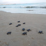 Alliberades 35 tortugues careta dels nius localitzats aquest estiu a la platja de La Pineda
