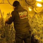A presó els nou membres d’una xarxa que es dedicava al cultiu i tràfic de marihuana al Camp de Tarragona