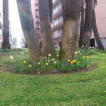 L’Ajuntament de Tarragona millora les rotondes de la ciutat plantant bulbs de flors per guanyar en diversitat i color