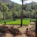 Sis detinguts per cultivar grans plantacions de marihuana a Ulldemolins, Almoster i Reus