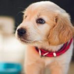 PACMA organitza un passeig amb gossos a Reus per a fomentar i visibilitzar l’adopció responsable