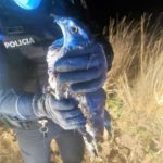 La Policia Local de Torredembarra rescata un falcó ferit a l’entrada de la depuradora