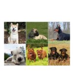 Cambrils engega una campanya de tinença responsable de gossos potencialment perillosos