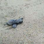 El GEPEC-EdC busca voluntaris per ajudar a protegir la tortuga careta a les platges catalanes