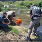 Una actuació conjunta rescata més de 450 exemplars d’anguila europea atrapades en un tram del riu Francolí