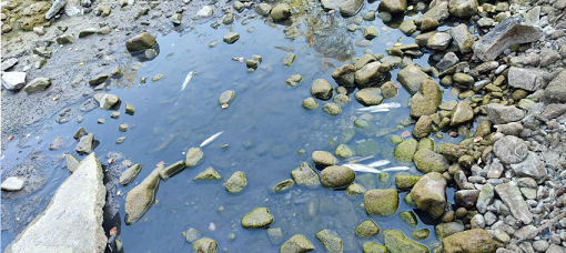 El Gepec denuncia que l’espoli de l’aigua provoca la mort de diferents espècies autòctones del riu Siurana 