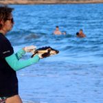 Alliberen 22 tortugues marines a la platja del Miracle
